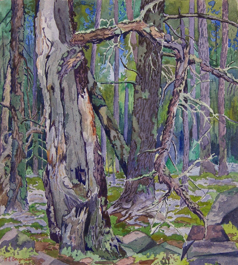Whiteshell Landscape - Forest Scene