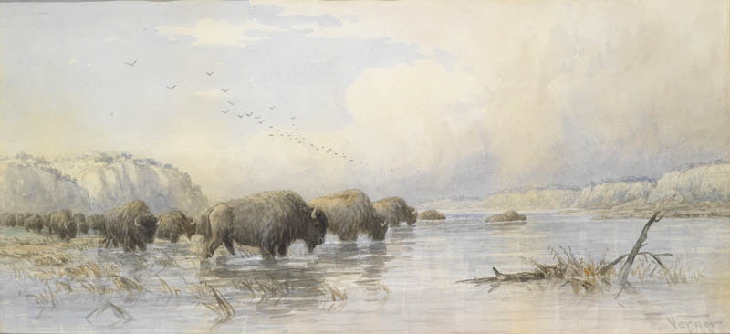 Herd of Buffalo Watering
