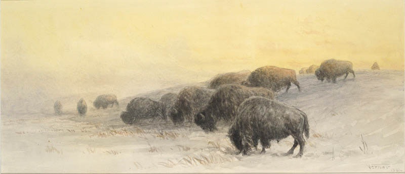 Winter Buffalo Image 1