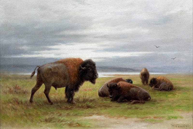 Buffalo on the Prairies