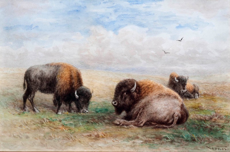 Buffalo Resting Image 1