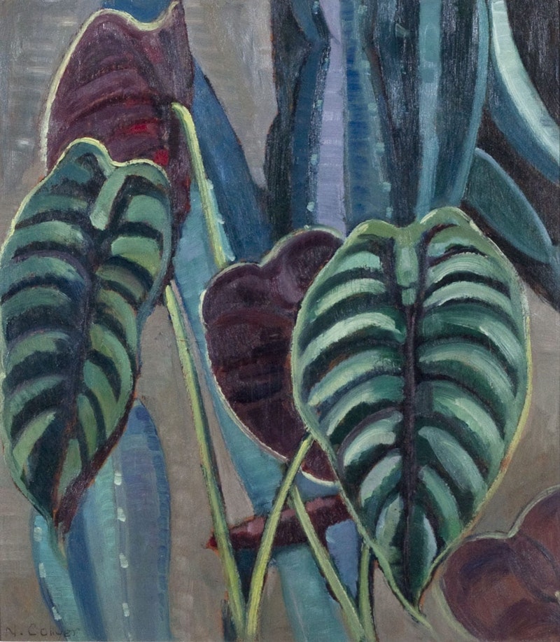 Philodendron Image 2
