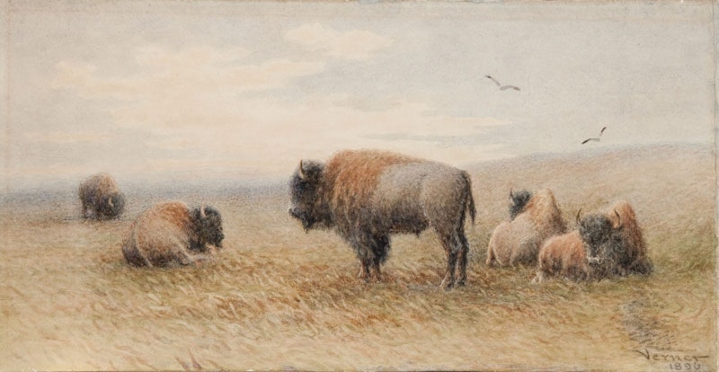 Plains Buffalo Resting