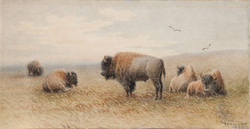 Plains Buffalo Resting Image 1