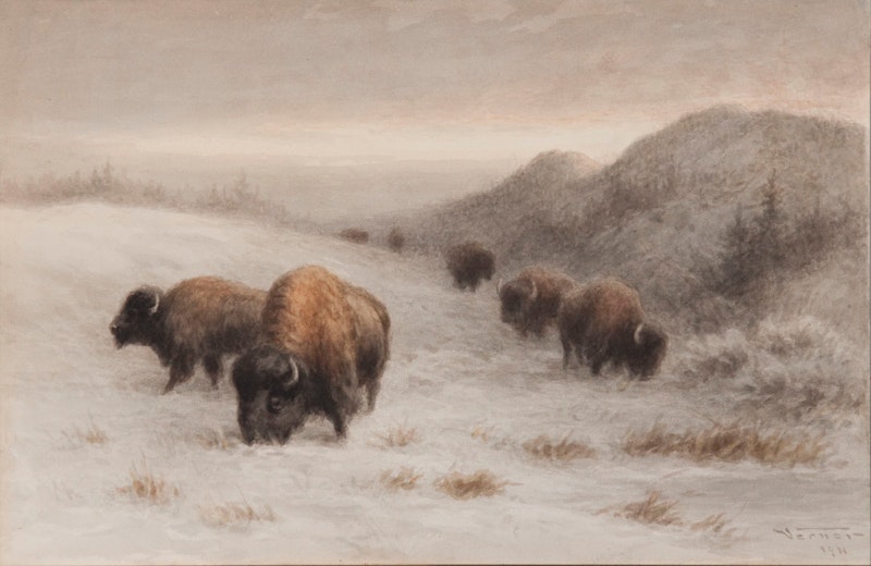 Buffalo Grazing on a Hillside