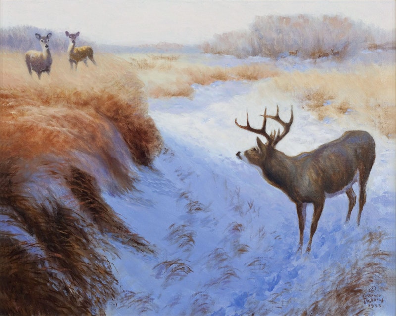 White Tailed Deer in the Snowy Marsh Thumbnail 1