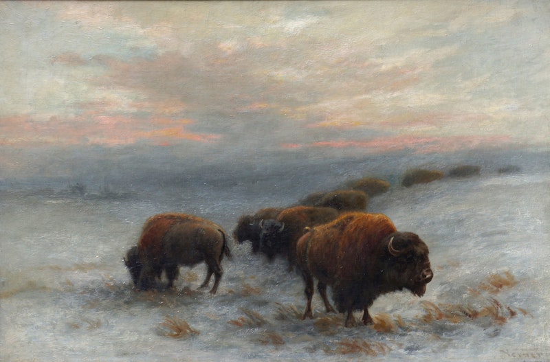 Bison Foraging in Winter