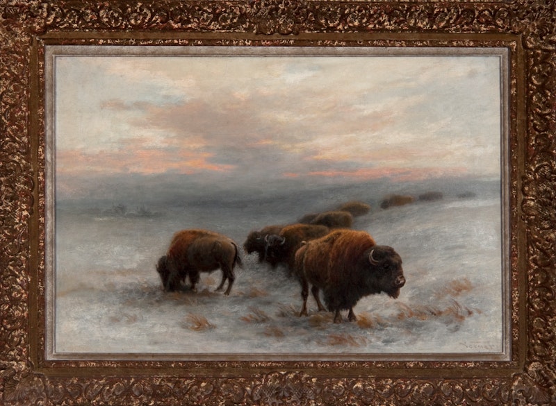 Bison Foraging in Winter Image 3
