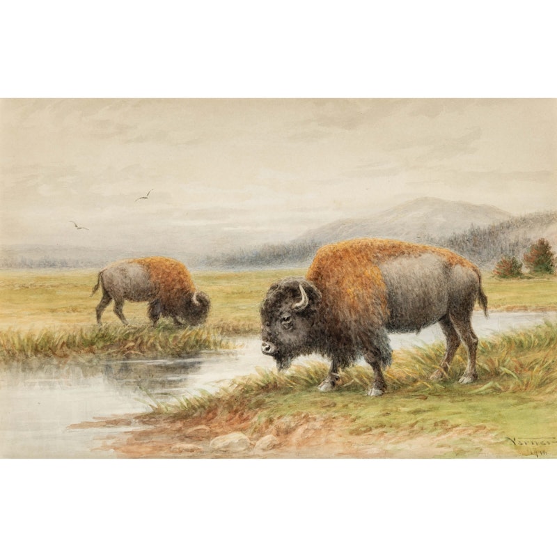 Buffalo By The River Thumbnail 2