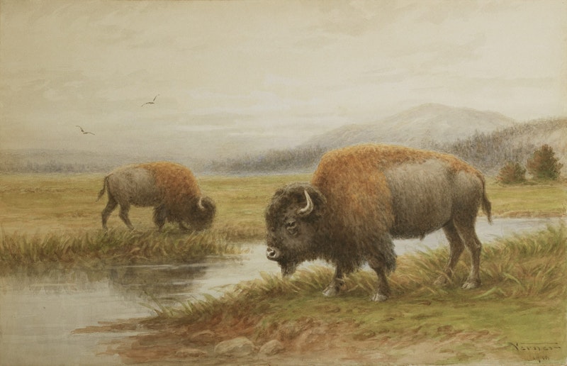 Buffalo By The River