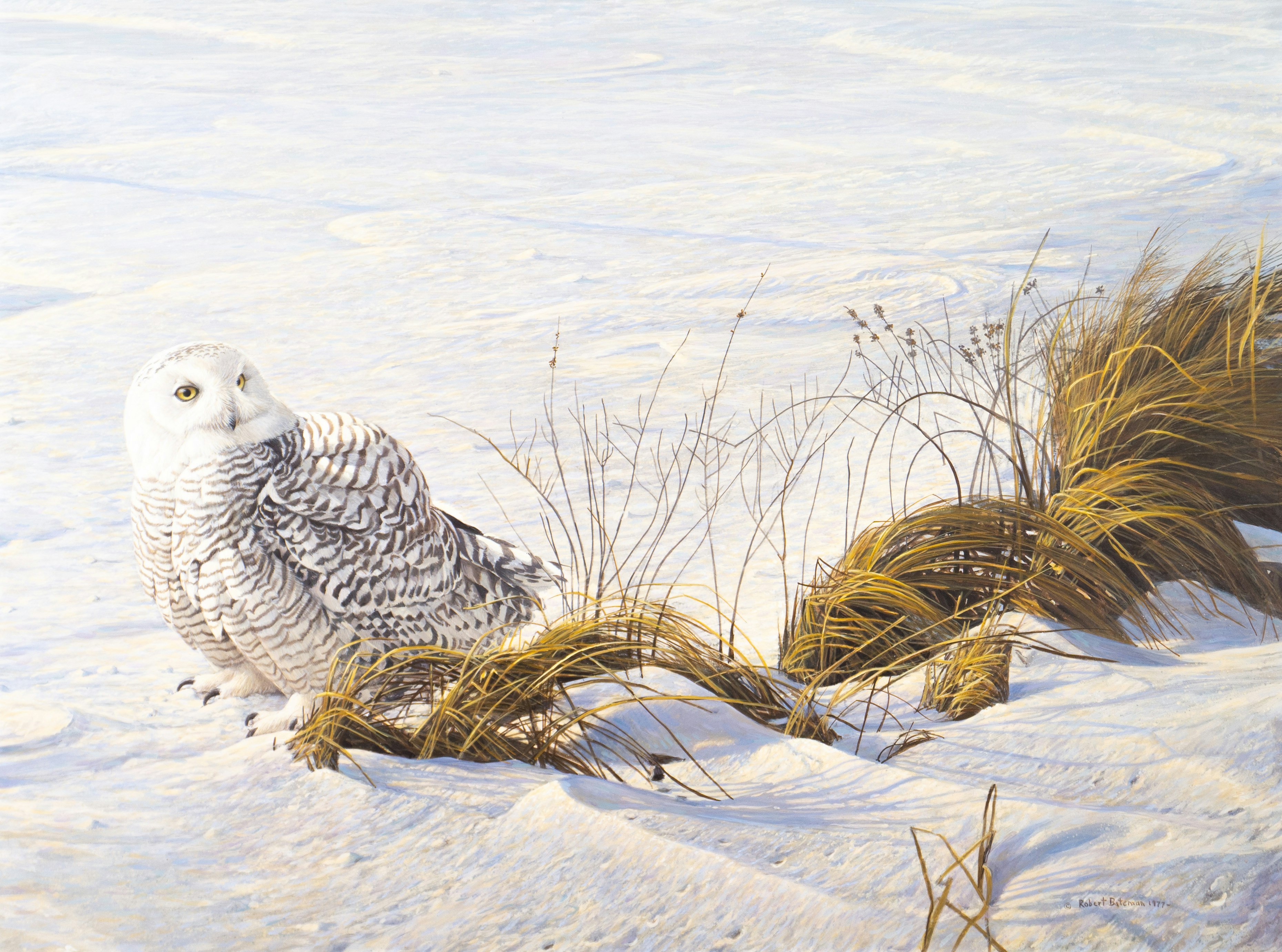Afternoon Glow by Robert Bateman, 1977 Acrylic on Panel - (36x48 in)