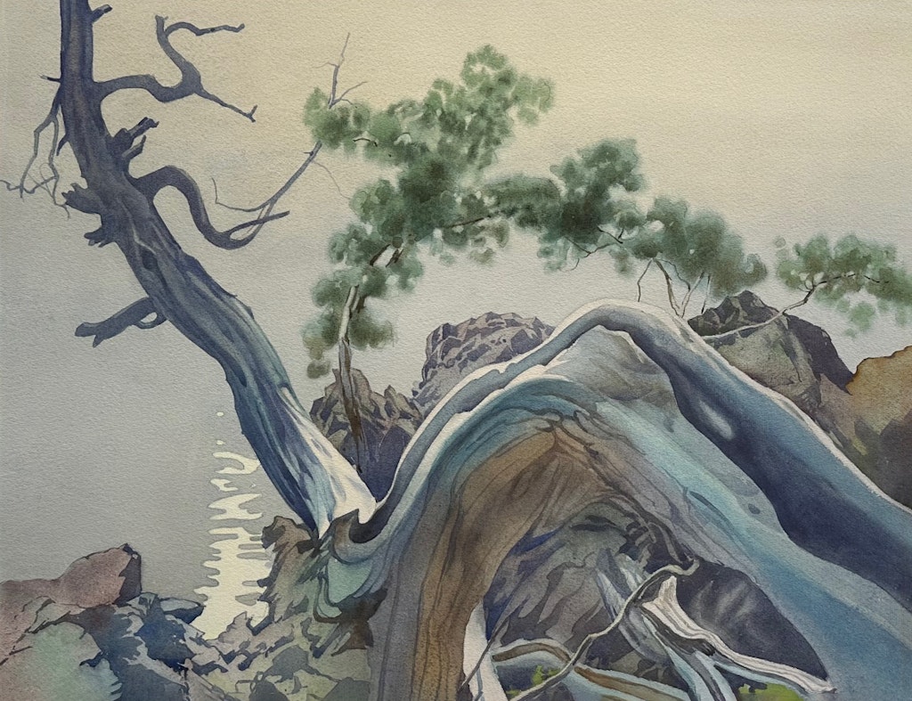 Wild Juniper by Walter Joseph Phillips, 1955 Watercolour On Paper - (18x23 in)